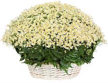 Цветочная композиция из Ромашки в корзине #REPLACE_PRED# Приближной